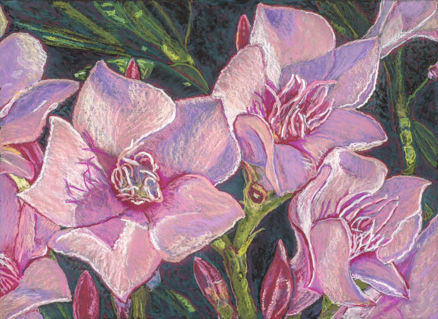 Desert Pink Oleander II