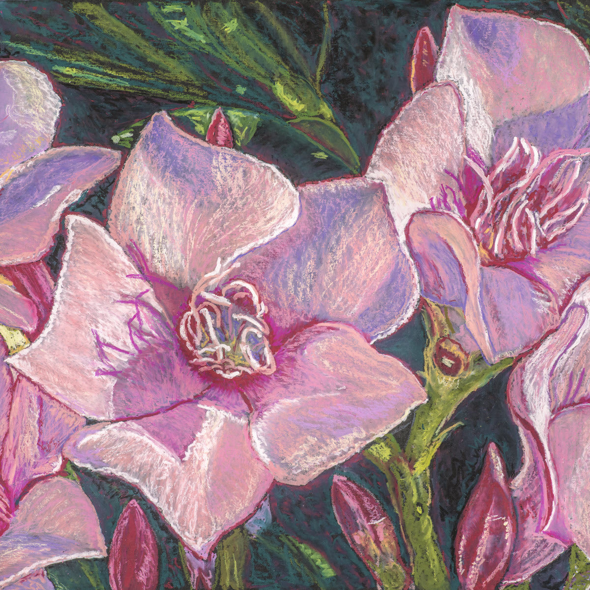 Desert Pink Oleander II