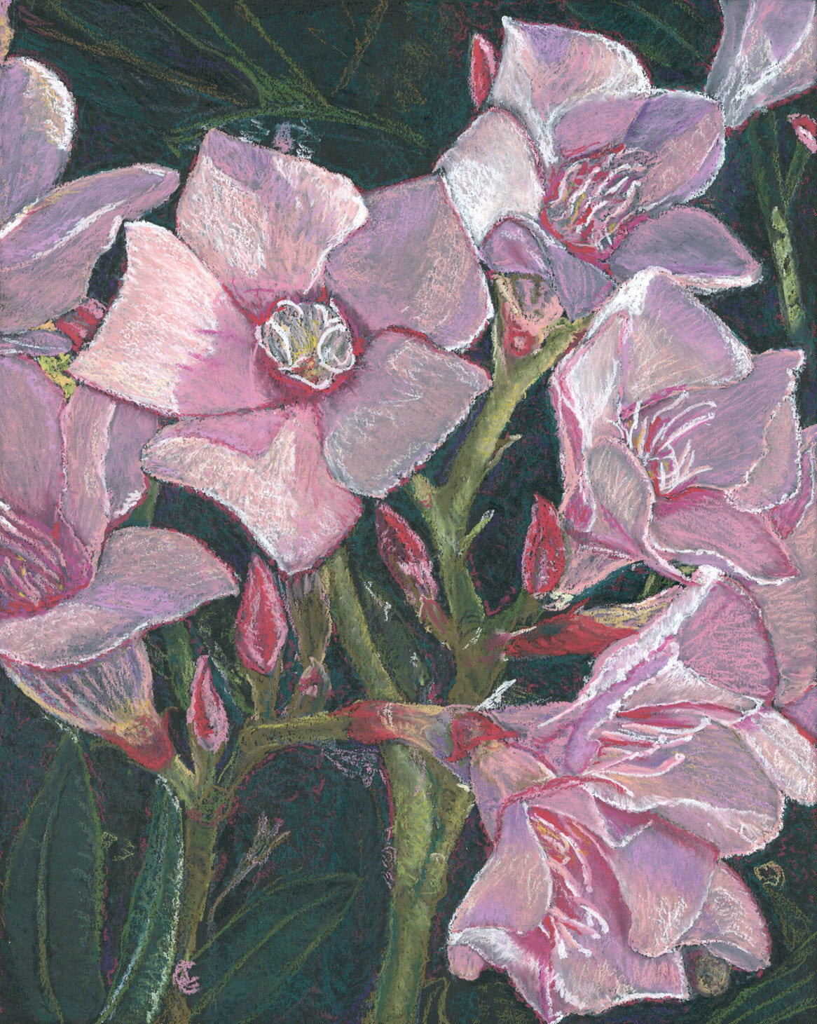 Desert Pink Oleander