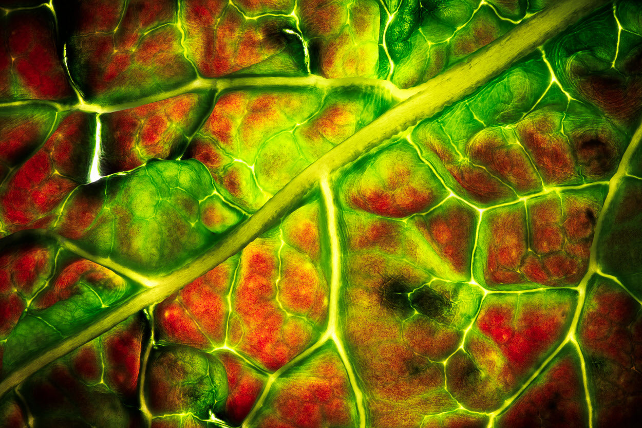 Gifts of Art — Holiday 2025