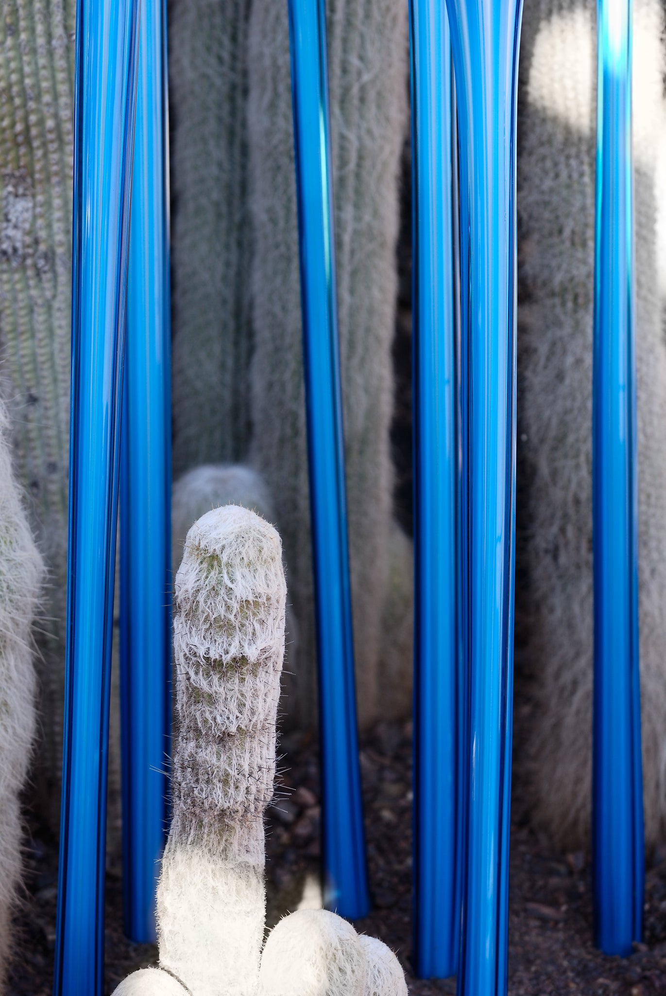 Stalks by David Manzi