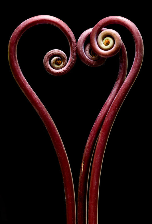 Heart of Fern by David Manzi
