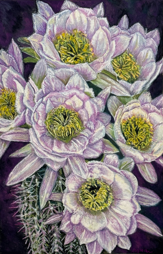 Desert Sunflowers | Cactus Flower Fine Art by M.S. Miller