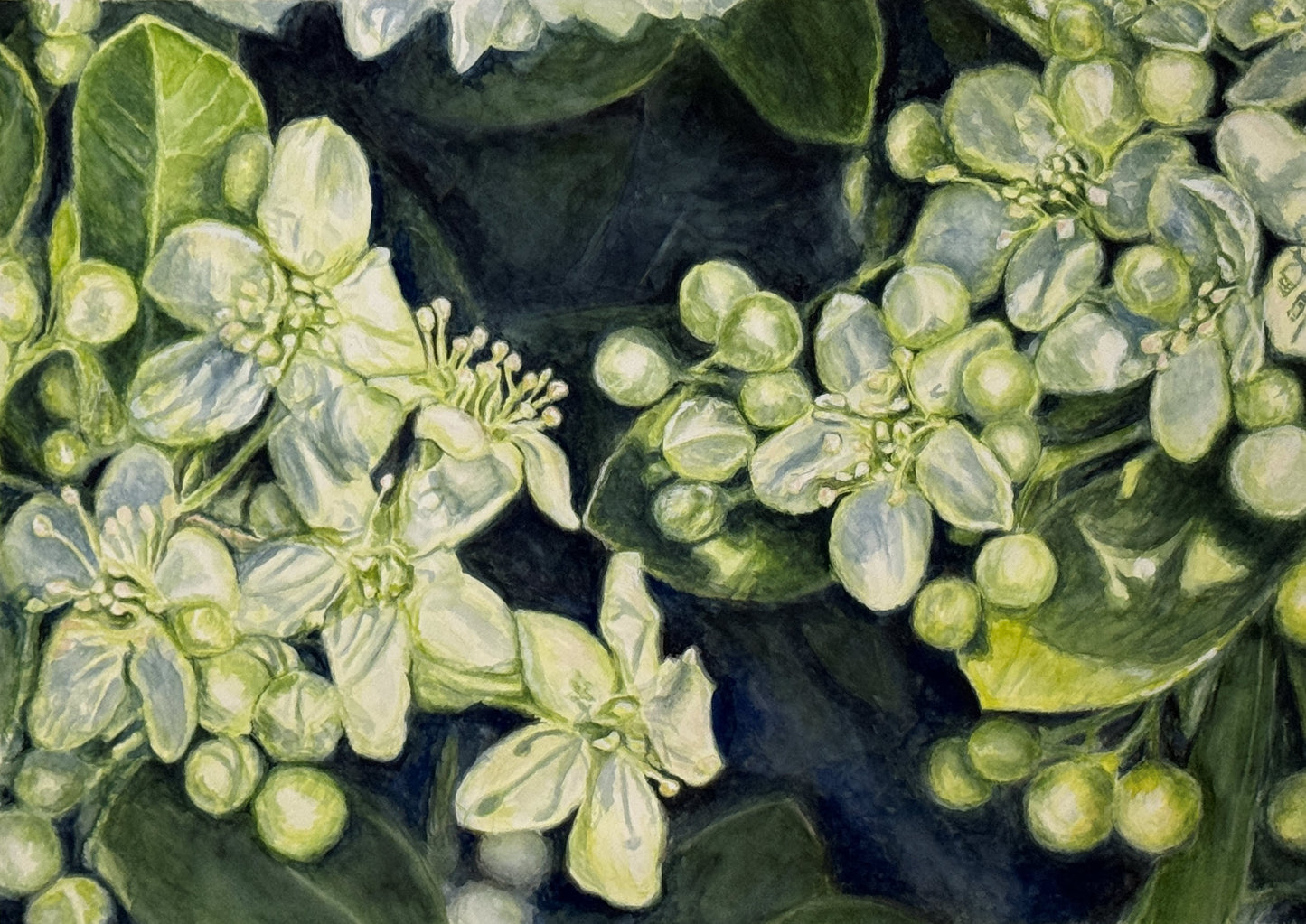 Khloris – Contemporary Botanical Art by M.S. Miller